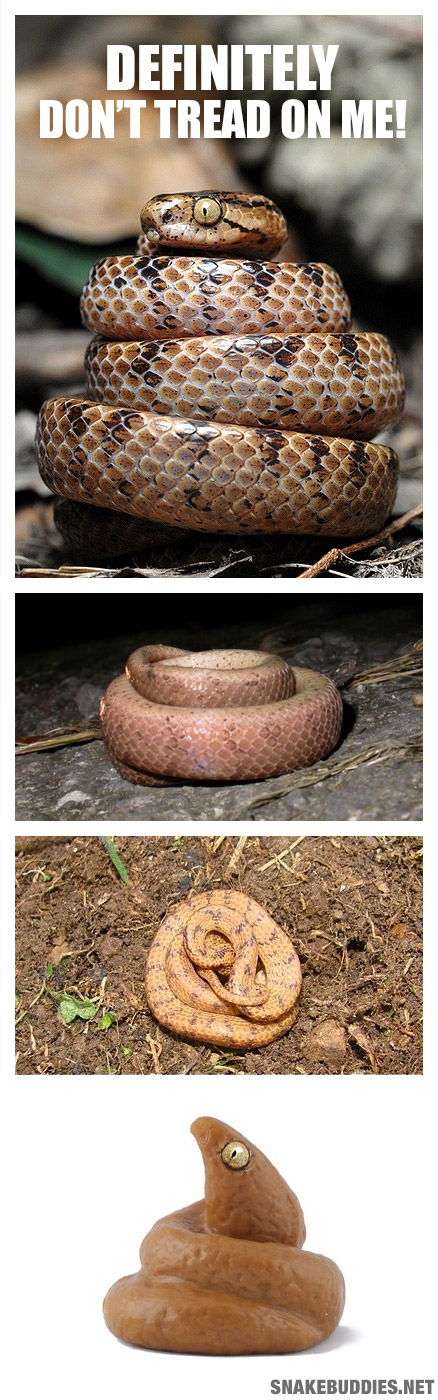 Formosa Slug Snake - Poo Mimic