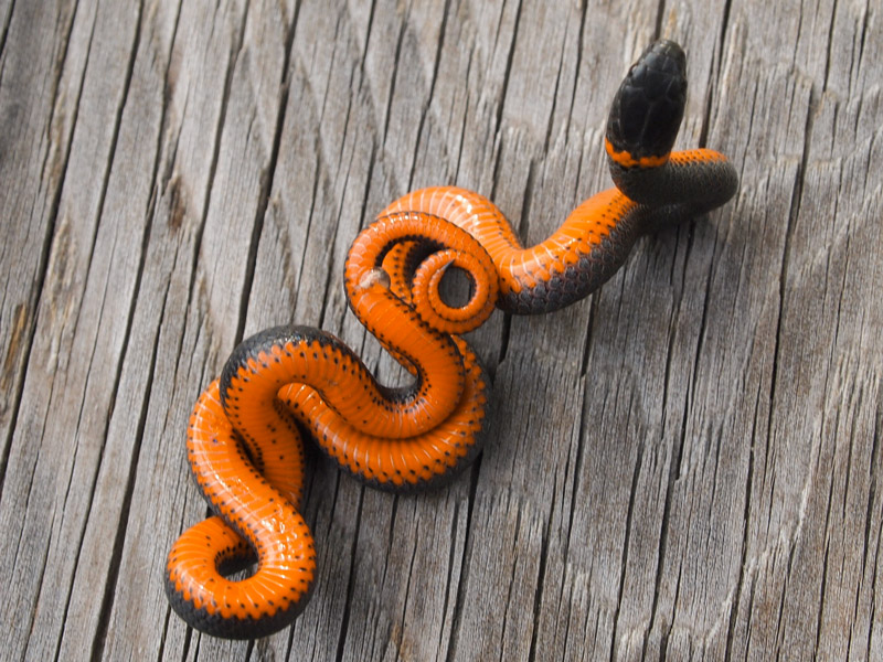Pacific Ringneck Snake by J. Maughn