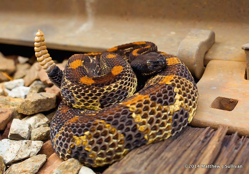 Timber Rattlesnake by Matthew J. Sullivan