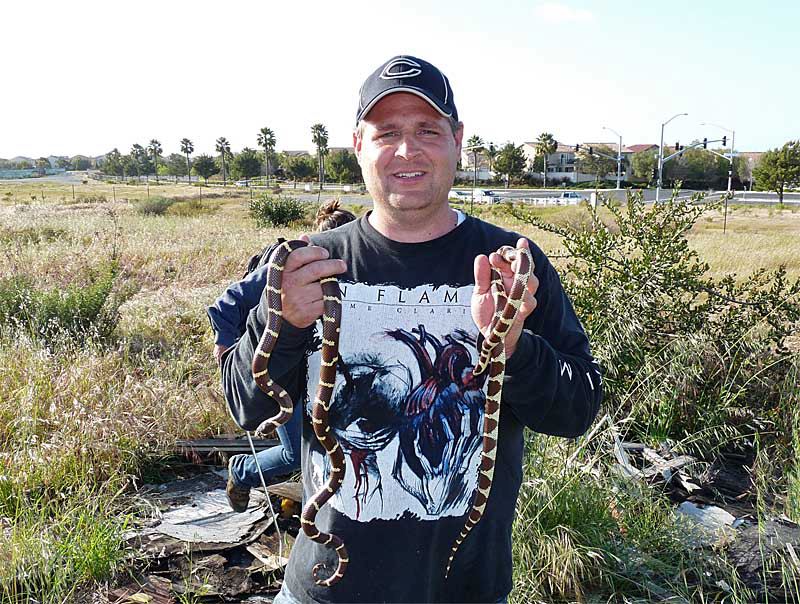 Shaun with a pair of California King Snakes.