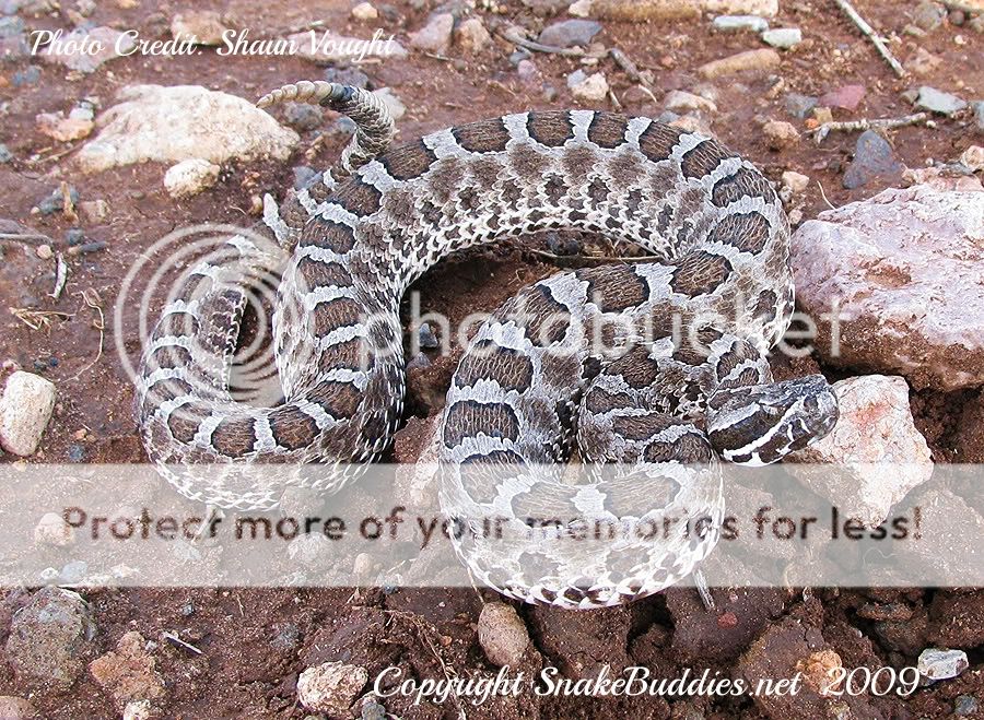 Desert Massasauga Rattlesnake (Sistrurus catenatus edwardsii)