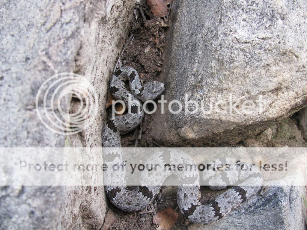 Banded Rock Rattlesnake (Crotalus lepidus)