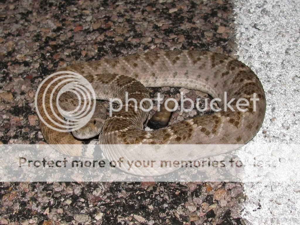 Western Diamondback Rattlesnake  Crotalus atrox