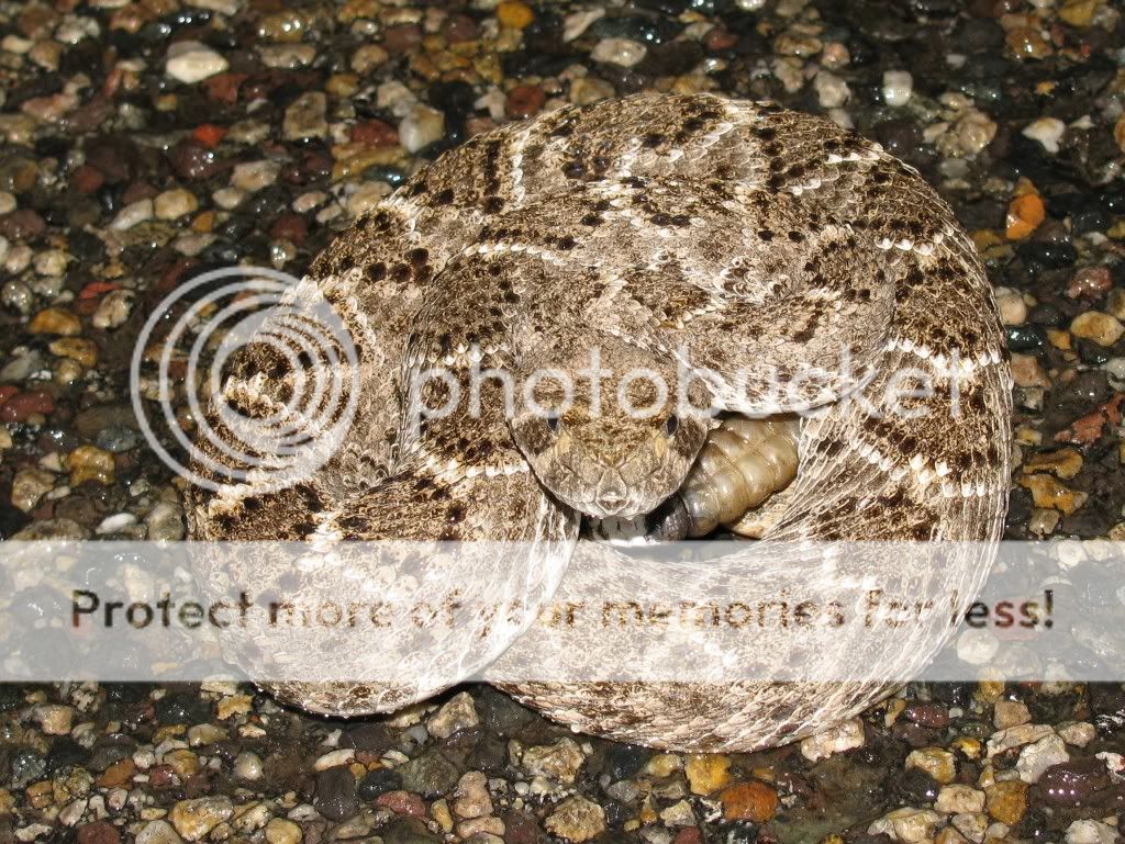 Western Diamondback Rattlesnake  Crotalus atrox